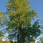 Vue générale de l’arbre. Caryer cordiforme. Cimetière Mont-Royal.