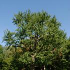 Vue générale de l’arbre. Arbre aux quarante écus. Cimetière Mont-Royal.