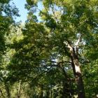 Vue générale de l’arbre. Érable à sucre. Cimetière Mont-Royal.