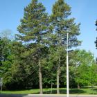 Vue générale des deux arbres. Sapin de Douglas. Oratoire Saint-Joseph-du-Mont-Royal.