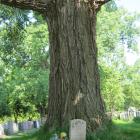 Vue de la base de l’arbre avec la pierre tombale. Peuplier deltoïde. Cimetière Notre-Dame-des Neiges.