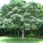Vue générale de l'arbre. Phellodendron de l’amour. Parc du Mont-Royal.