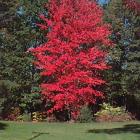Feuillage d'automne d'un érable rouge. Photographie.